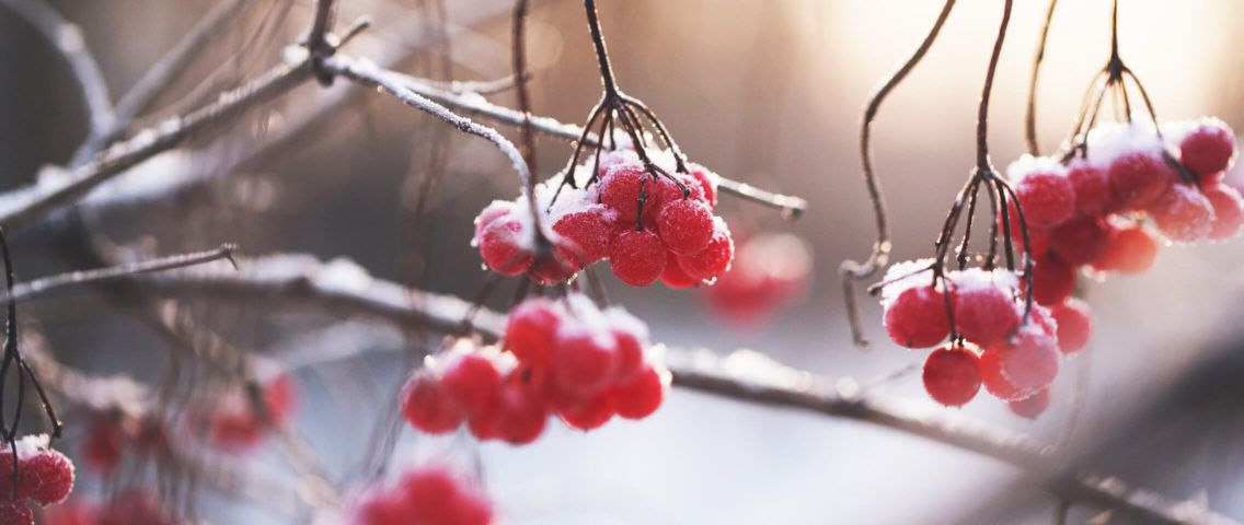 Clustered berries
