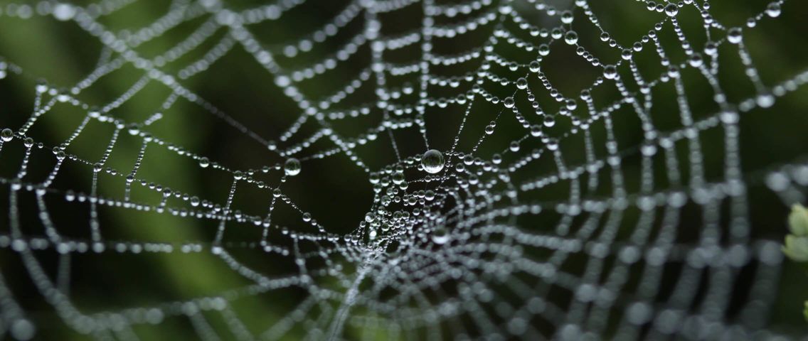 Spider web