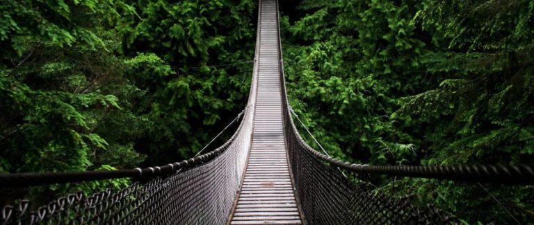 Bridge to a jungle