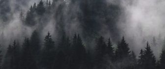 Dark woods