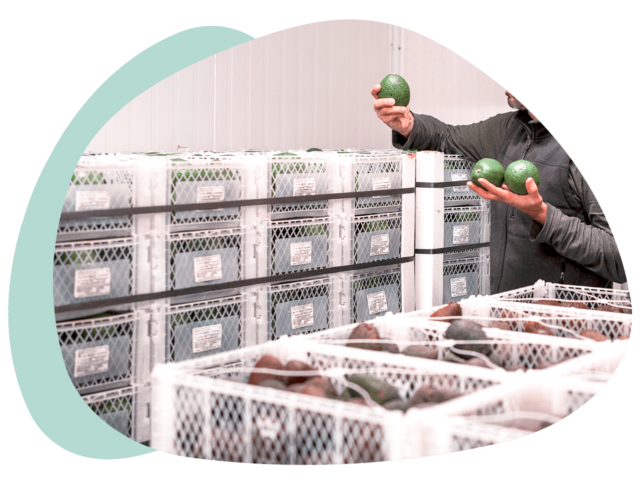 Person with boxes of avocados