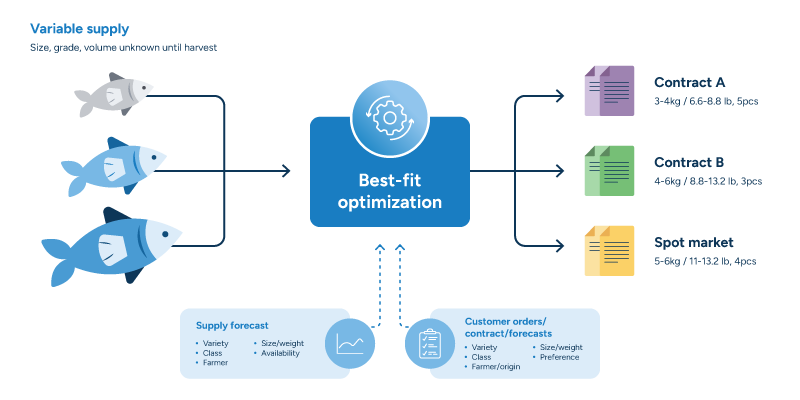 A flowchart showing how best-fit optimization works in fish supply chain planning. On the left, three fish of different sizes represent variable supply, with a label noting that size, grade, and volume are unknown until harvest. Arrows feed into a central "best-fit optimization" hub. Below the hub, two input boxes feed upward via dashed lines: a supply forecast (variety, class, farmer, size/weight, availability) and customer orders, contracts, and forecasts (variety, class, farmer/origin, size/weight, preference). From the optimization hub, three outputs flow to the right: Contract A (3–4kg / 6.6–8.8 lb, 5pcs), Contract B (4–6kg / 8.8–13.2 lb, 3pcs), and Spot market (5–6kg / 11–13.2 lb, 4pcs).