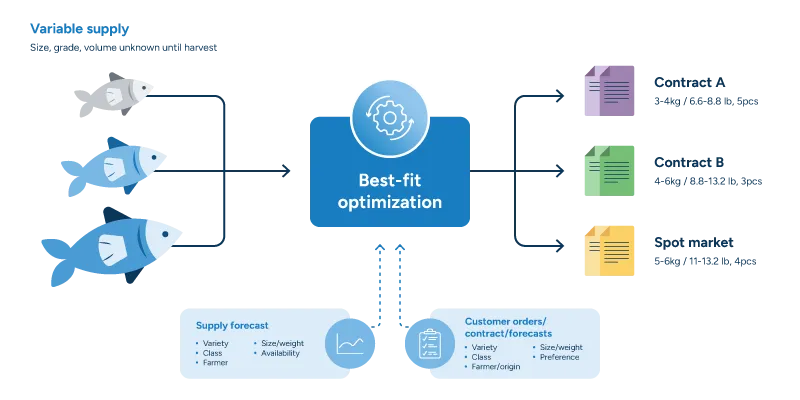 A flowchart showing how best-fit optimization works in fish supply chain planning. On the left, three fish of different sizes represent variable supply, with a label noting that size, grade, and volume are unknown until harvest. Arrows feed into a central "best-fit optimization" hub. Below the hub, two input boxes feed upward via dashed lines: a supply forecast (variety, class, farmer, size/weight, availability) and customer orders, contracts, and forecasts (variety, class, farmer/origin, size/weight, preference). From the optimization hub, three outputs flow to the right: Contract A (3–4kg / 6.6–8.8 lb, 5pcs), Contract B (4–6kg / 8.8–13.2 lb, 3pcs), and Spot market (5–6kg / 11–13.2 lb, 4pcs).