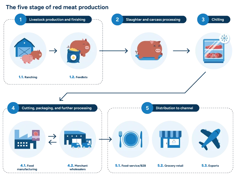 A diagram outlining the five stages of red meat production, from livestock finishing to distribution.